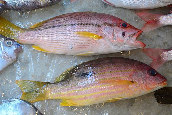 台灣第一名魚 白星笛鯛 白點紅魚 隱花雅集 痞客邦