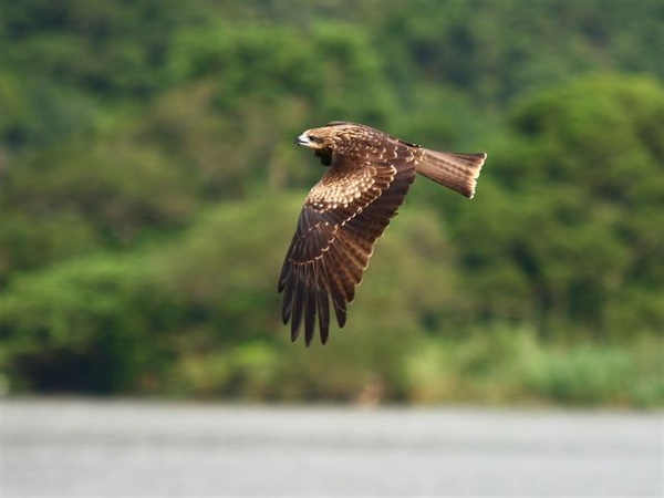 黑鳶.jpg