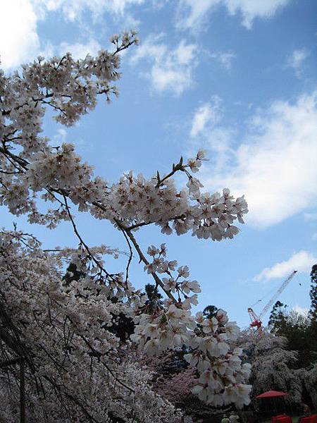 籃天 白雲 櫻花燦爛