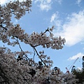 籃天 白雲 櫻花燦爛