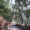 天龍寺旁邊的竹林