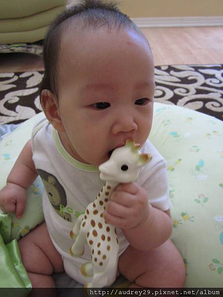 現在就很會咬sophie了