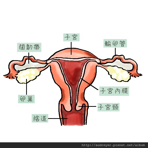 甚麼是子宮內膜搔刮術 Dr 李偉浩婦產小天地 痞客邦