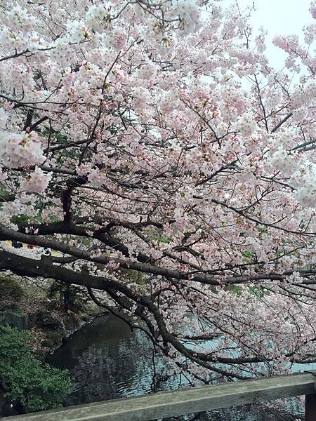 12974487_10153738103991888_8889024433925829003_n