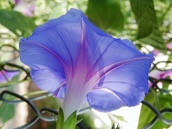 morning-glory-1257029.jpg