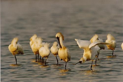 Black-faced-Spoonbill01.jpg