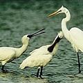 Black-faced-Spoonbill07.jpg