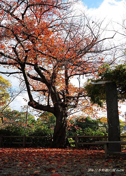 2014京阪神紅葉季 135