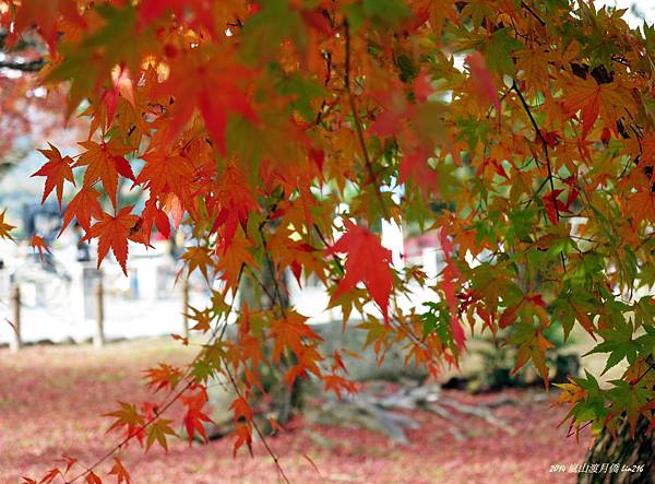 2014京阪神紅葉季 839_副本