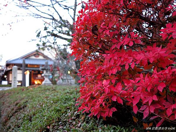 2014京阪神紅葉季 1019