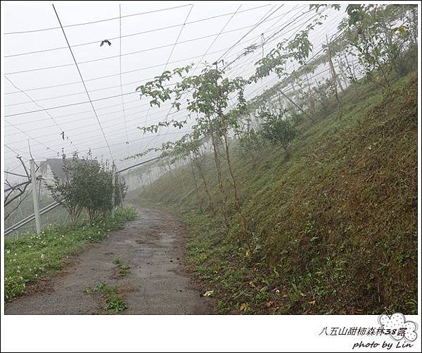 八五山甜柿森林38露 (73)