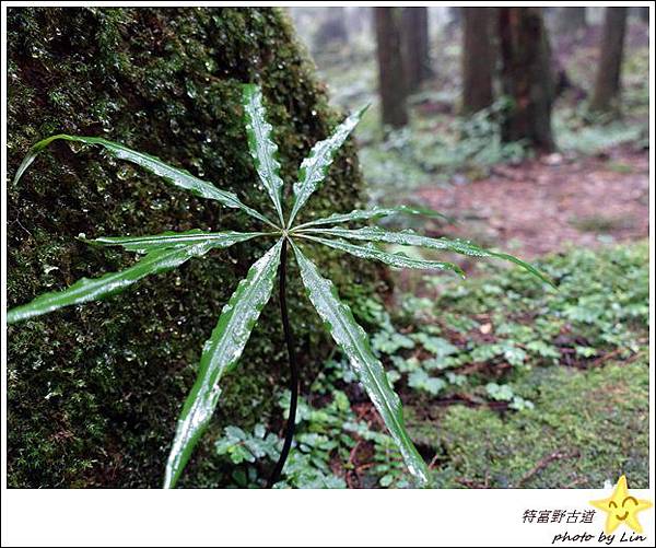 特富野古道 (99)