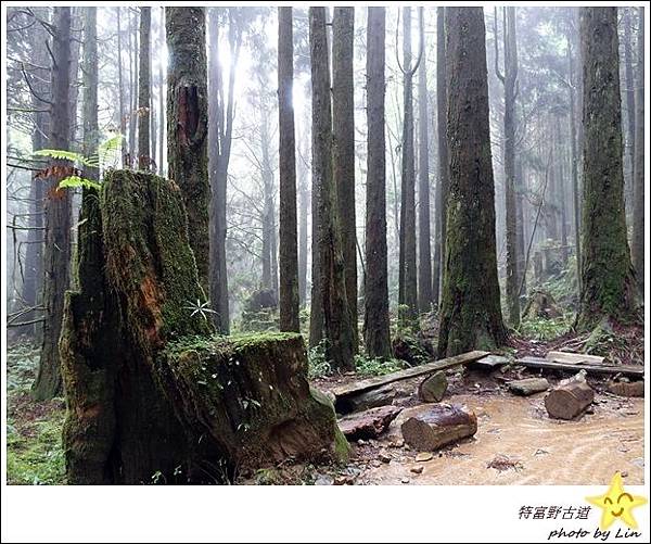 特富野古道 (98)