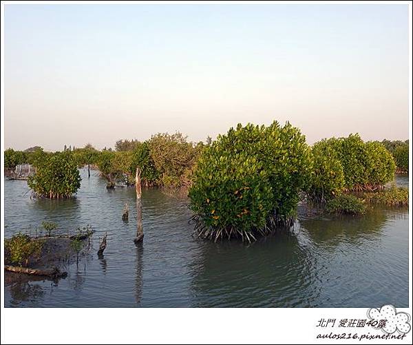 北門 愛莊園40露 (50).JPG