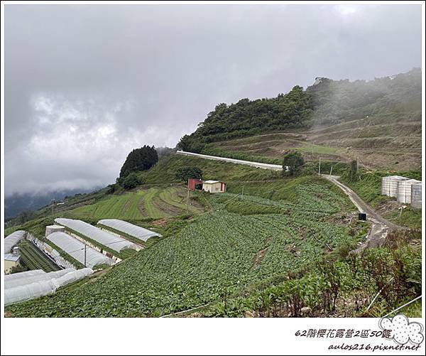 50清境62階櫻花2 (10).JPG