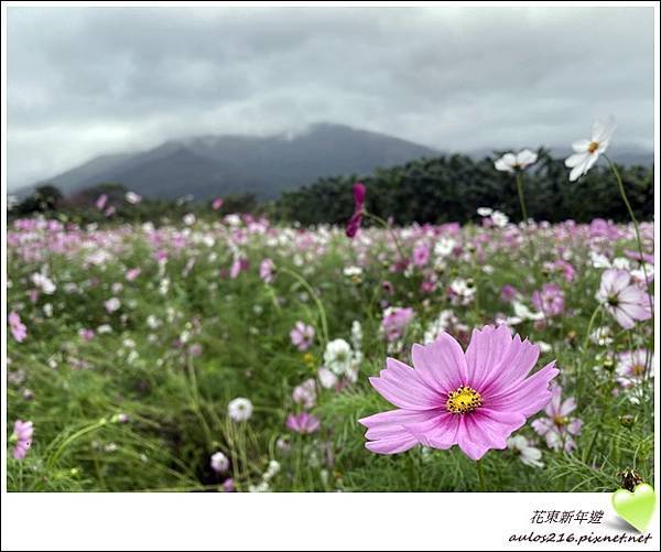 花東新年遊 (269).JPG