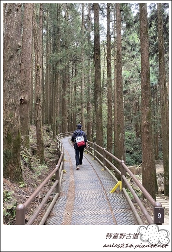 N9 特富野古道 (14).JPG