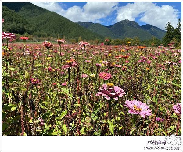 11月武陵農場 (162).JPG