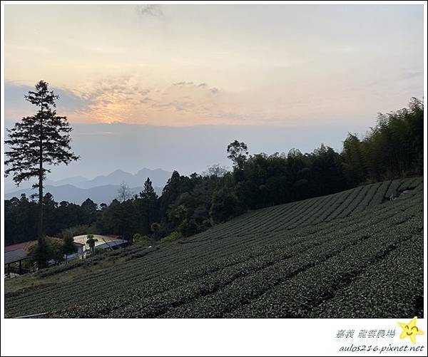 嘉義旅遊✿龍雲農場、櫻之道、霞之道