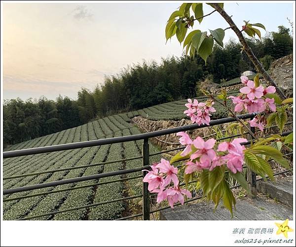 嘉義旅遊✿龍雲農場、櫻之道、霞之道