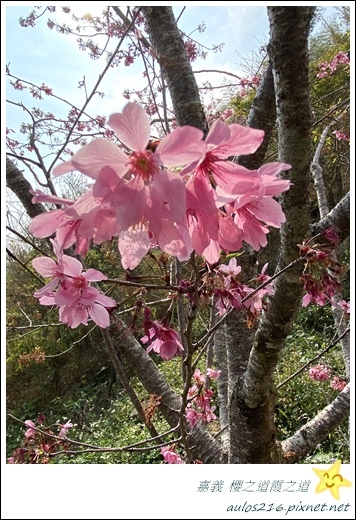 嘉義旅遊✿龍雲農場、櫻之道、霞之道