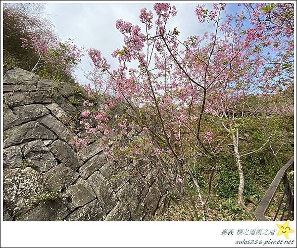 嘉義旅遊✿龍雲農場、櫻之道、霞之道