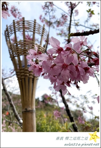 嘉義旅遊✿龍雲農場、櫻之道、霞之道