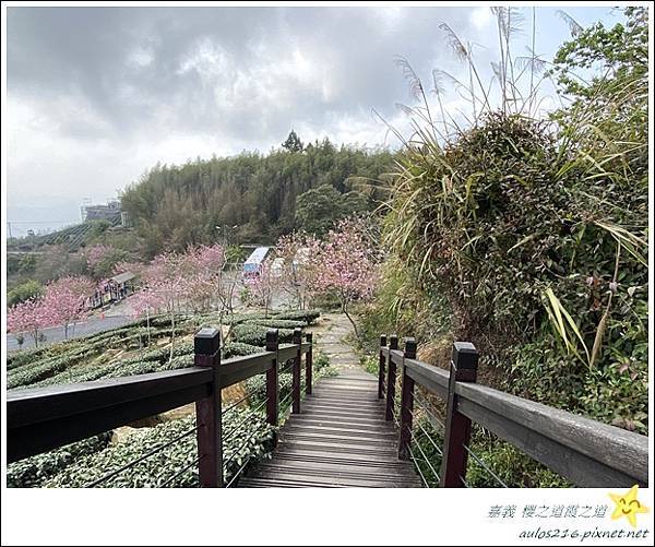 嘉義旅遊✿龍雲農場、櫻之道、霞之道