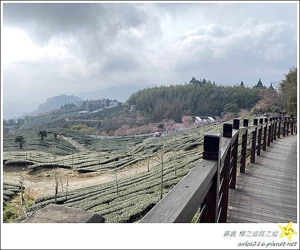 嘉義旅遊✿龍雲農場、櫻之道、霞之道