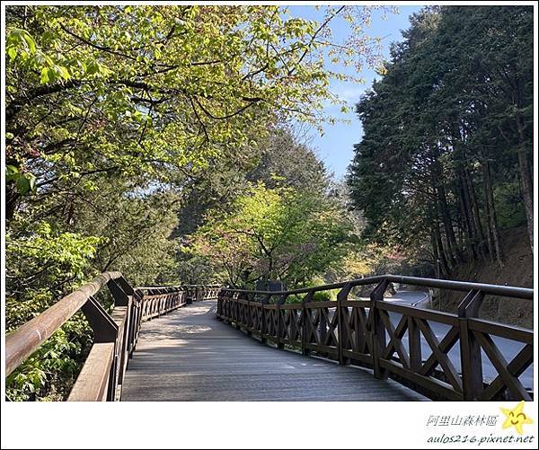 嘉義旅遊✿阿里山森林遊樂園區巡禮