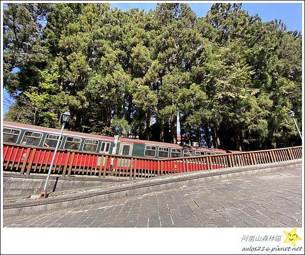 嘉義旅遊✿阿里山森林遊樂園區巡禮