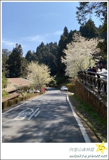 嘉義旅遊✿阿里山森林遊樂園區巡禮