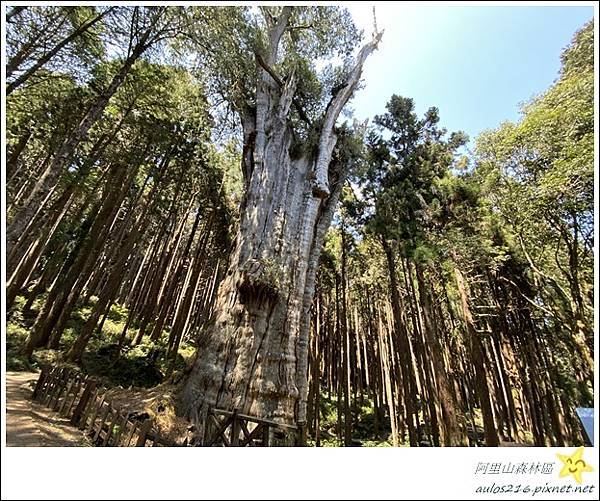 嘉義旅遊✿阿里山森林遊樂園區巡禮