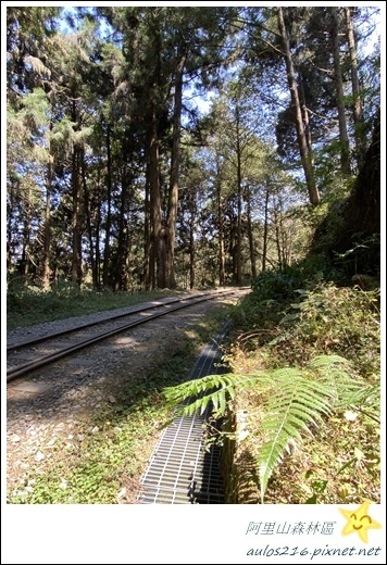 嘉義旅遊✿阿里山森林遊樂園區巡禮