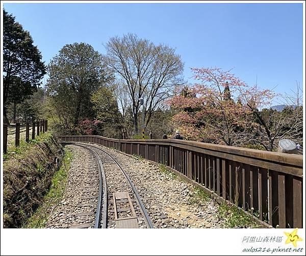 嘉義旅遊✿阿里山森林遊樂園區巡禮