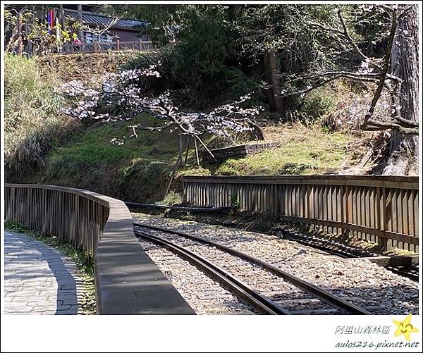 嘉義旅遊✿阿里山森林遊樂園區巡禮