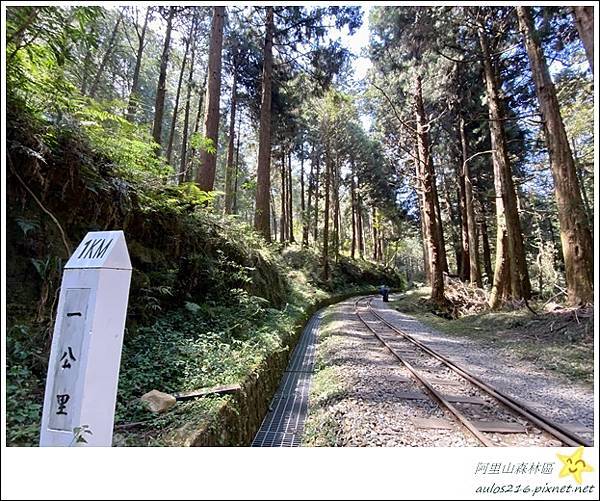 嘉義旅遊✿阿里山森林遊樂園區巡禮