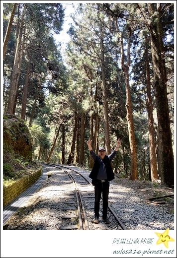 嘉義旅遊✿阿里山森林遊樂園區巡禮