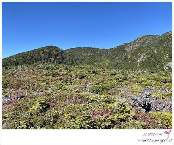 D3北八岳、松本城、大王山葵園   (45).JPG