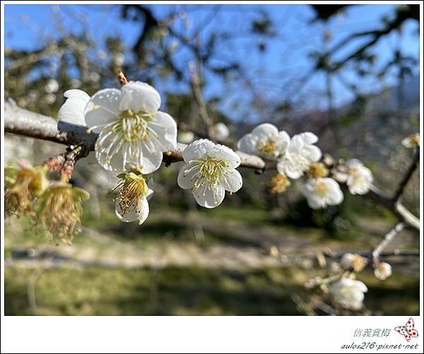 南投信義鄉●賞梅一日遊