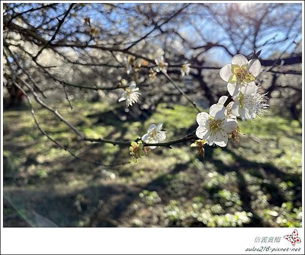 南投信義鄉●賞梅一日遊