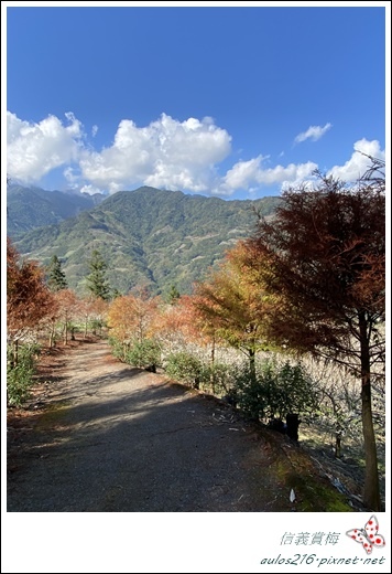 南投信義鄉●賞梅一日遊