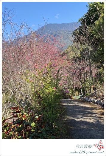 南投信義鄉●賞梅一日遊