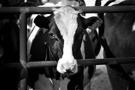 cow-1342261__180.jpg cow-1342261__180.jpg