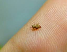 阿姨幫家事服務 家裡的小飛蟲超討厭的 親愛的姨粉試試用這法 阿姨幫 台北推薦到府打掃 居家清潔 到府管家 到府保母 到府坐月子