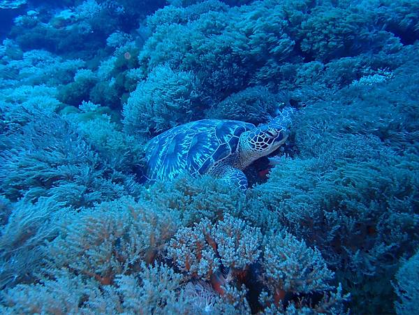 綠島獨立礁海龜02.jpg