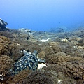 綠島獨立礁海龜.JPG