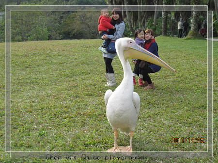 送子鳥.jpg