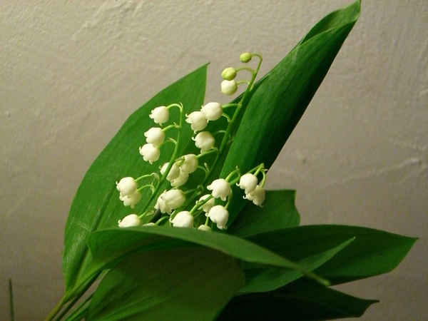 muguet.jpg