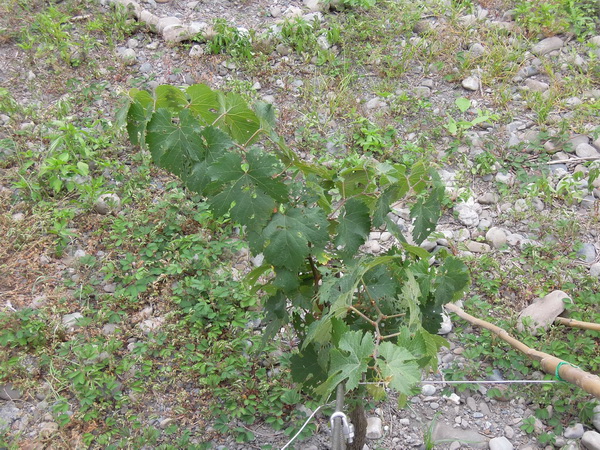 DSCN1847.JPG